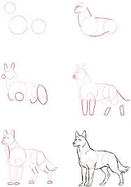 how to draw a wolf