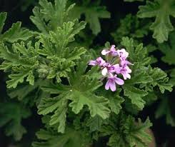 geranium pelargonium