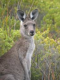 eastern grey kangaroo