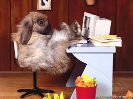 funny wallpapers