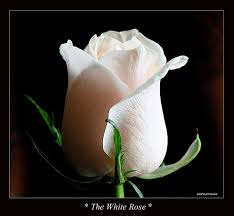 white rose