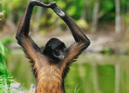spider monkey