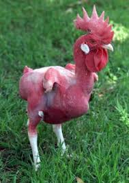 les poulet