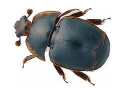 small hive beetle trap