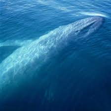 ballena mas grande del mundo