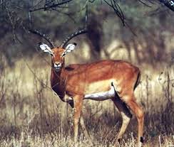 east african animals