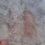 canine ringworm