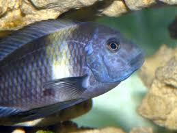 tropical fish species pictures