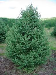 pictures white spruce trees