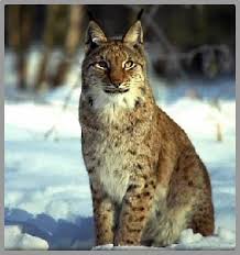 photo lynx