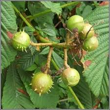 aesculus hippocastanum horse chestnut