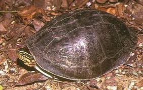 cuora amboinensis