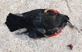 1000 dead black birds fell