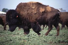 american bison