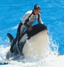 shamu believe show