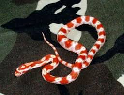 corn snake gallery