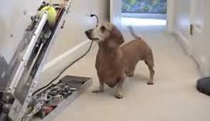 tennis ball launcher