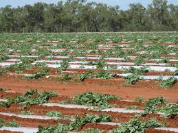 watermelon seedlings