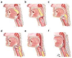 soft palate