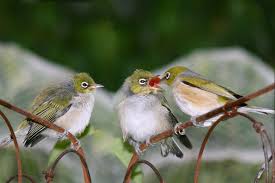 silvereye