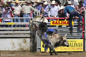 rodeo bull riding