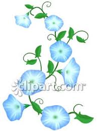 morning glory vine