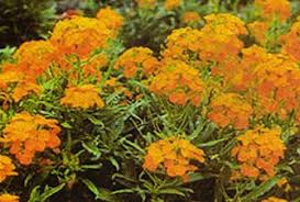 wall flower
