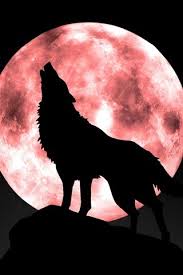 howling wolf wallpaper