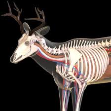 deer skeleton anatomy
