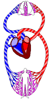 cardiac pump
