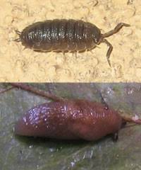 aquatic microorganisms