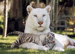 petit tigre blanc