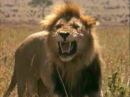 lion pic