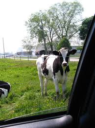 cows hooves