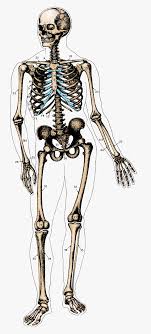 skeleton images
