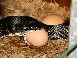 chicken snake photos