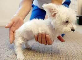 amazing dogs