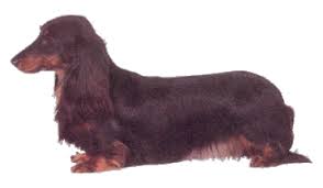 dachshund miniature