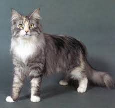 main coon cats
