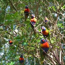 rainbow parrots