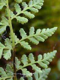 cystopteris