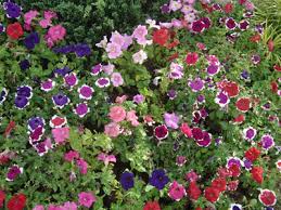 small flower garden pictures