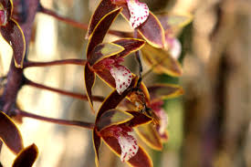 australian cymbidium