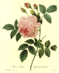 redoute