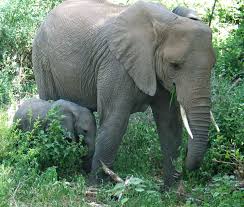 picture of elephant