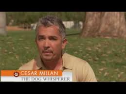 cesar millan pack leader