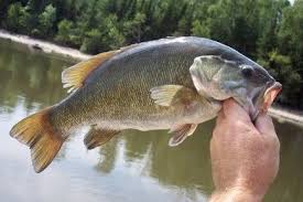 smallmouth bass