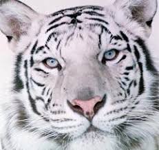 tigre de bengala blanco