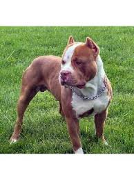cani pitbull