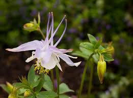 columbine plants